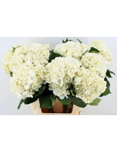 HORTENSIA COLOMB PRIMERA PREU TIJA POMX5 2