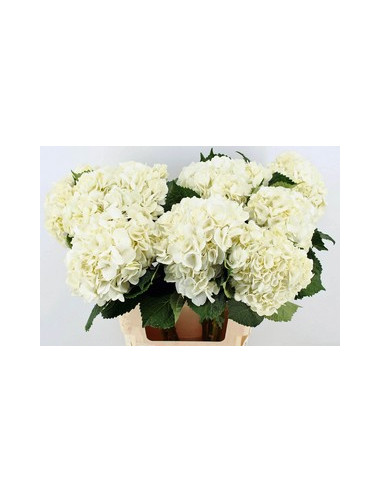 HORTENSIA COLOMB PRIMERA PREU TIJA POMX5