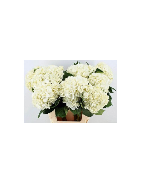 HORTENSIA COLOMB PRIMERA PREU TIJA POMX5