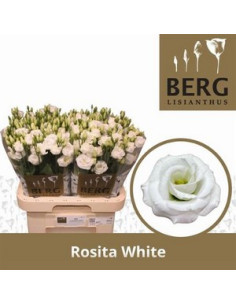 LISIANTHUS IMP 75CM PREU TIJA POMX10 2
