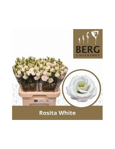 LISIANTHUS IMP 75CM PREU TIJA POMX10