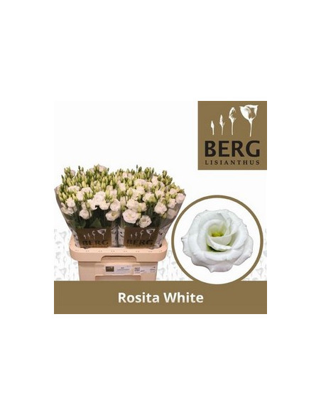 LISIANTHUS IMP 75CM PREU TIJA POMX10