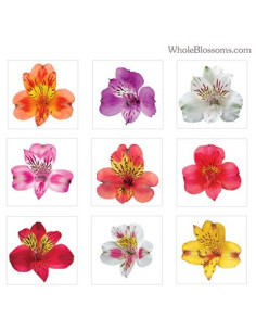 ALSTROEMERIA COL. PREU TIJA POMX10 2