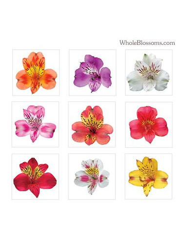 ALSTROEMERIA COL. PREU TIJA POMX10