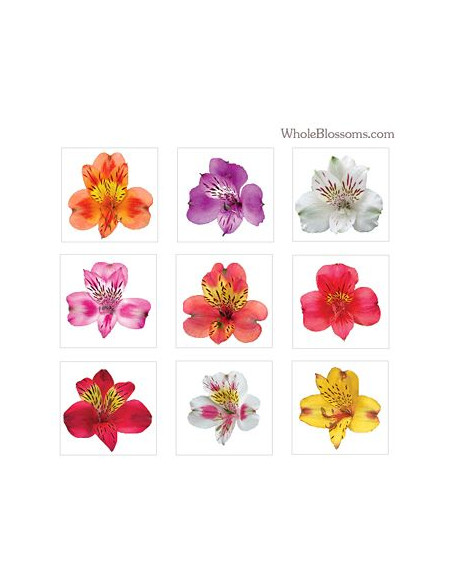 ALSTROEMERIA COL. PREU TIJA POMX10
