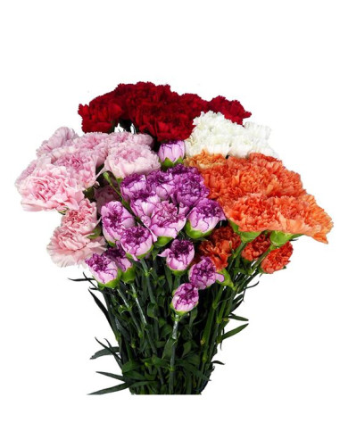 CLAVELL IMP FANCY PREU TIJA POMX20