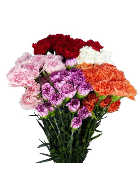 CLAVELL IMP FANCY PREU TIJA POMX20