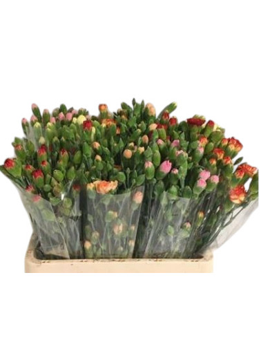 CLAVELL IMP MINI PREU TIJA POMX10