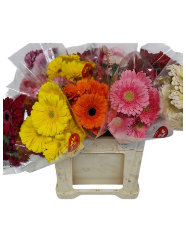 GERBERA POM PREU TIJA POMX10