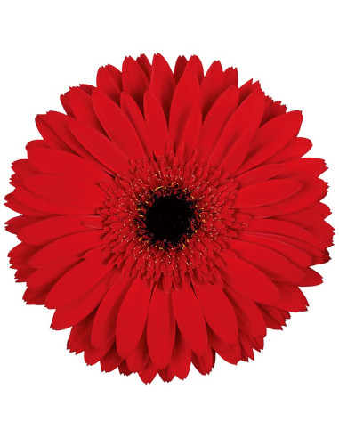 GERBERA RAQUETA PREU TIJA POMX10
