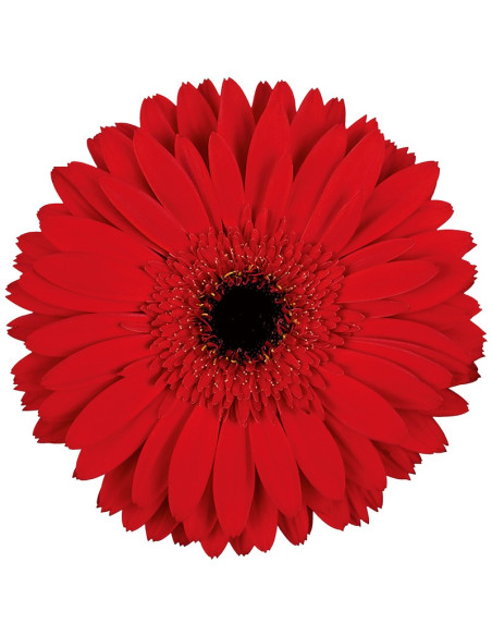GERBERA RAQUETA PREU TIJA POMX10
