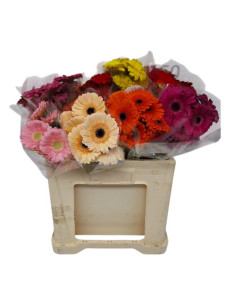 GERMINI PAIS PREU TIJA POMX10 2