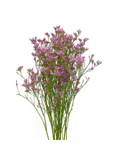 LIMONIUM EMILLE EXTRA PREU POM 2