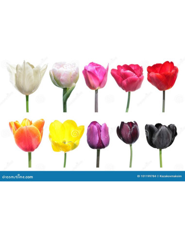 TULIPA IMP PREU TIJA POMX10
