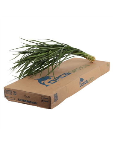 OPHIOPOGON O TGRASS PREU POM