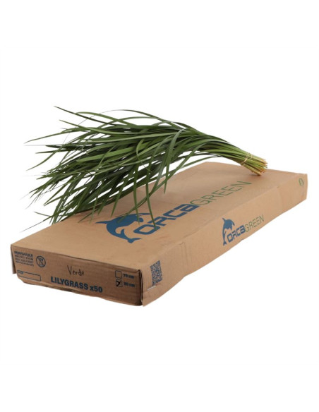 OPHIOPOGON O TGRASS PREU POM