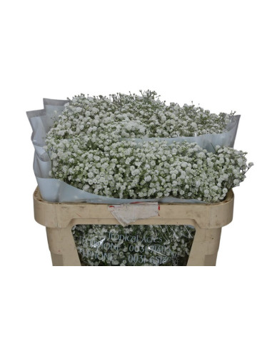 PANICULATA XLENCE IMP BOLA X PES