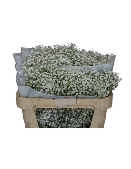 PANICULATA XLENCE IMP BOLA X PES