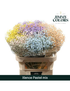 PANICULATA TENYIDA IMP 70CM BOLA X PES