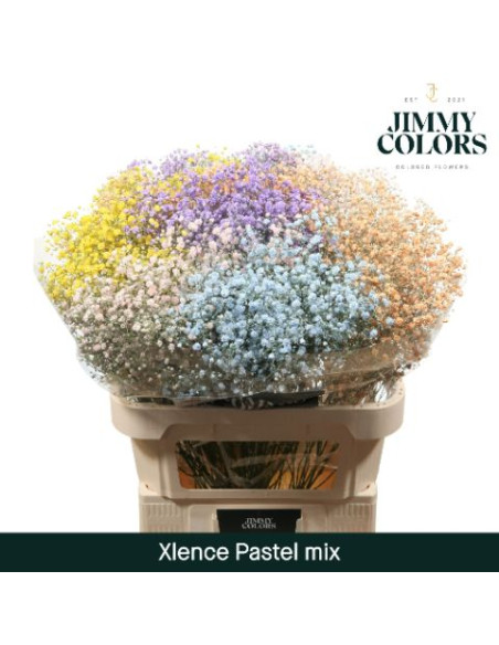 PANICULATA TENYIDA IMP 70CM BOLA X PES