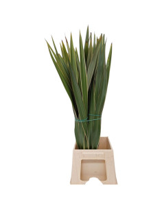 PHORMIUM POM PAIS BICOLOR PREU POM