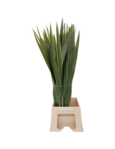 PHORMIUM POM PAIS BICOLOR PREU POM