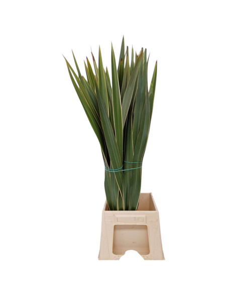 PHORMIUM POM PAIS BICOLOR PREU POM