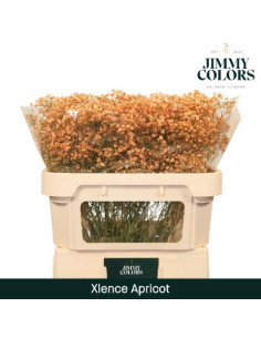 PANICULATA TENYIDA IMP 70CM BOLA X PES 2