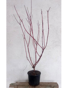 CORNUS ALBA SIBIRICA T7,5LT