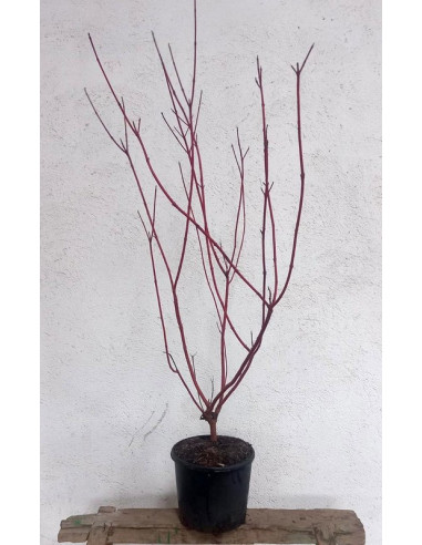 CORNUS ALBA SIBIRICA T7,5LT