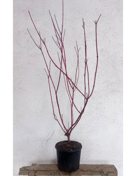 CORNUS ALBA SIBIRICA T7,5LT