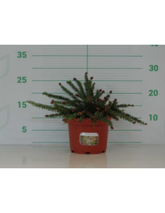 GREVILLEA LANIGERA MOUNT TAMBORITHA T2,5LT