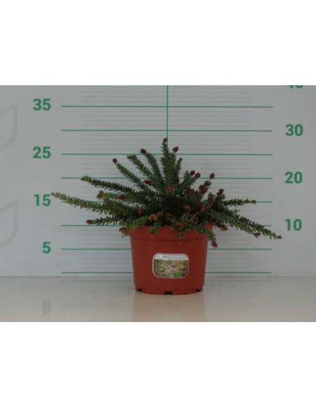 GREVILLEA LANIGERA MOUNT TAMBORITHA T2,5LT