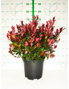 PHOTINIA LITTLE RED ROBIN T10LT