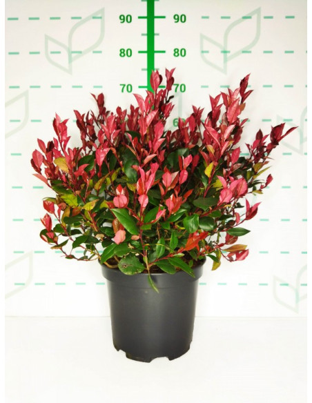 PHOTINIA LITTLE RED ROBIN T10LT