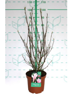 MAGNOLIA CADUCA T7,5LT