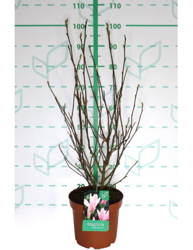 MAGNOLIA CADUCA T7,5LT