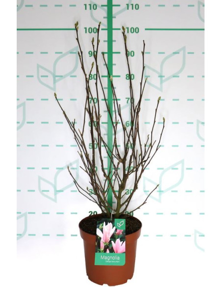 MAGNOLIA CADUCA T7,5LT