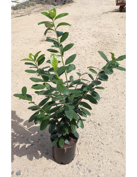 PRUNUS LAUROCERASUS T7,5LT 80/100CM
