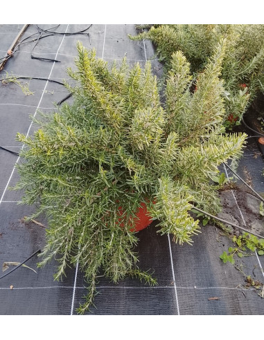 ROSMARINUS POSTRATUS T10LT