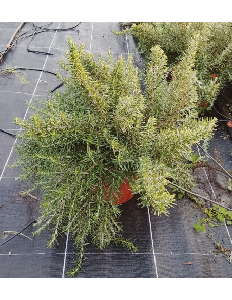 ROSMARINUS POSTRATUS T10LT