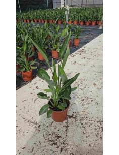 STRELITZIA REGINAE T10LT