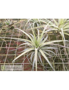 TILLANDSIA STRICTA