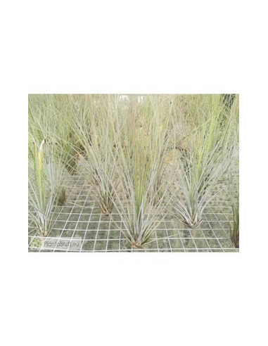 TILLANDSIA JUNCIFOLIA M