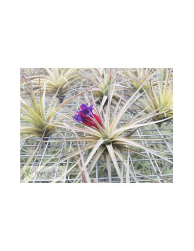 TILLANDSIA AERANTHOS GIANT CLUMB