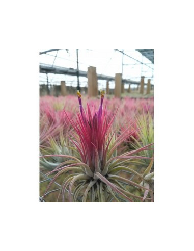 TILLANDSIA SITTING PRETTY