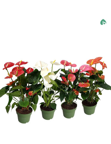 ANTHURIUM IMP T17CM MIX