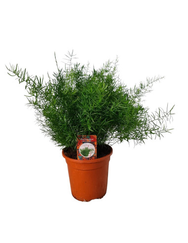 ASPARRAGUS SPRINGERI T13CM