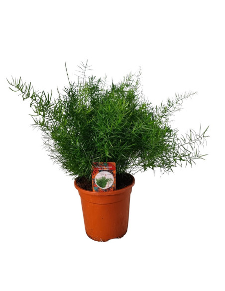 ASPARRAGUS SPRINGERI T13CM