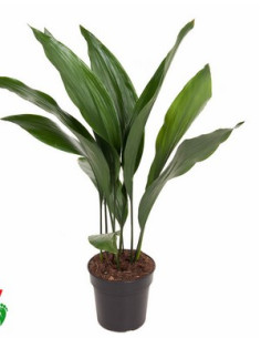 ASPIDISTRA ELATIOR T3LT